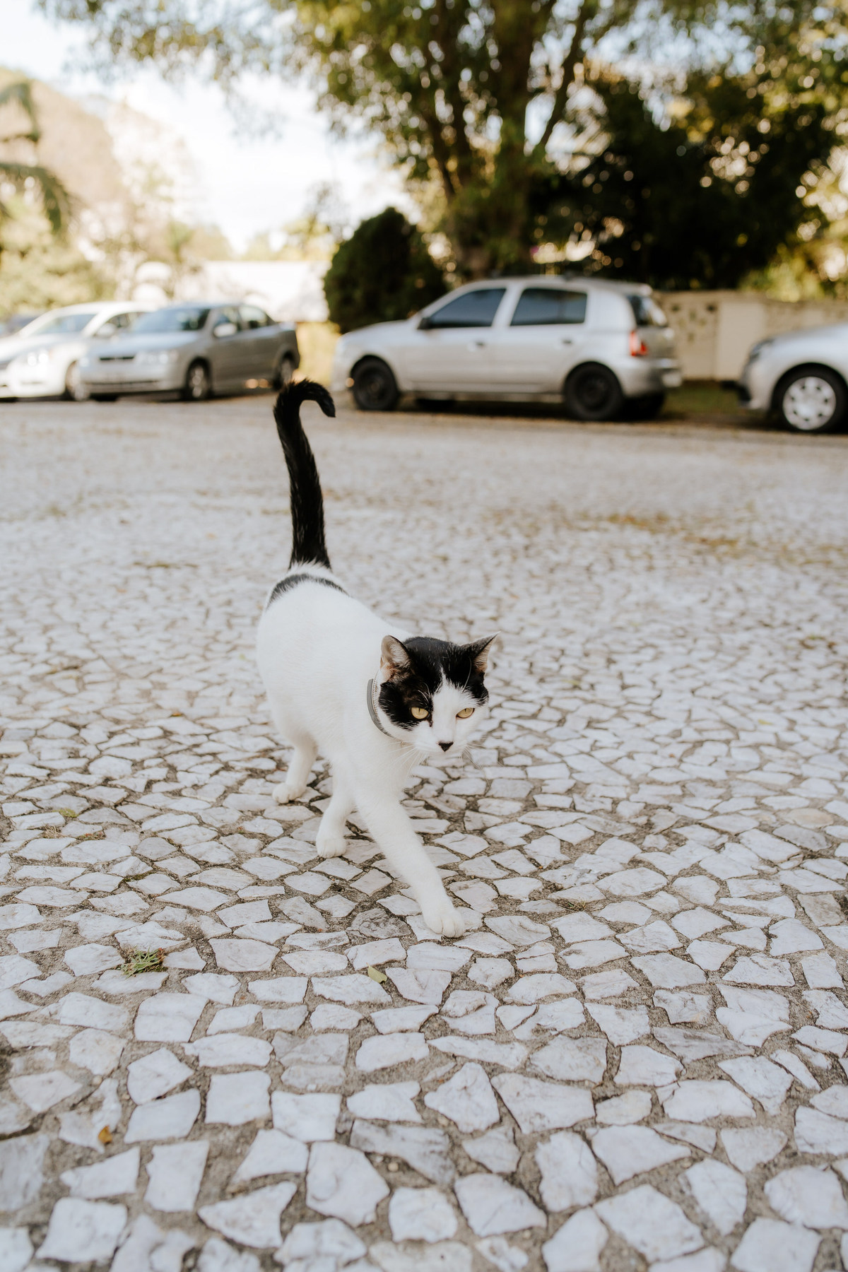 wedding, prewedding, pre-wedding, casamento, ensaio de casal, ensaio fotográfico de casal, ensaio fotográfico de noivos, noivos, noiva, anel de noivado, fotos de casal, ensaio fotográfico no palácio dos cedros, palácios dos cedros