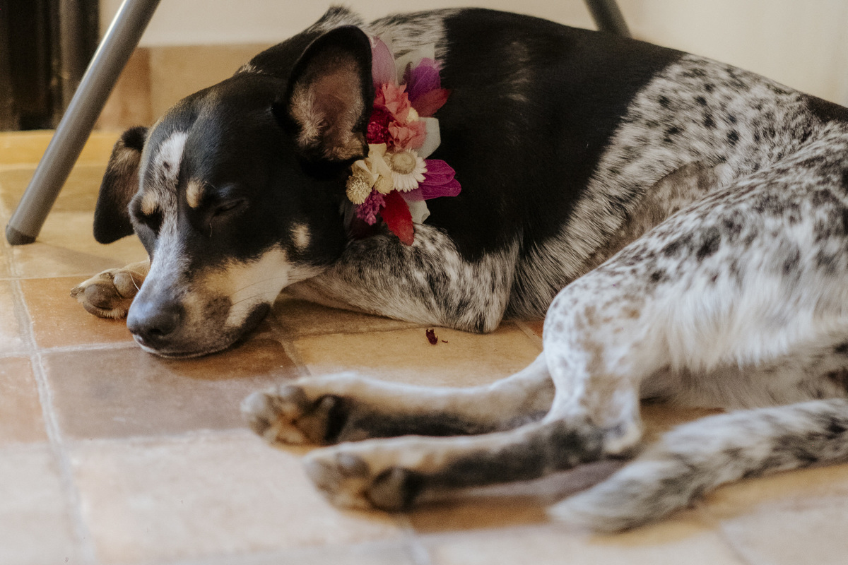 wedding, casamento, pre-wedding, mini wedding, casamento externo, cerimônia externo, casamento no campo, dia da noiva, wedding dress, vestido de noiva, noivos, fotografia de casamento, foto de casamento, fotógrafo de casamento, casamento intimista