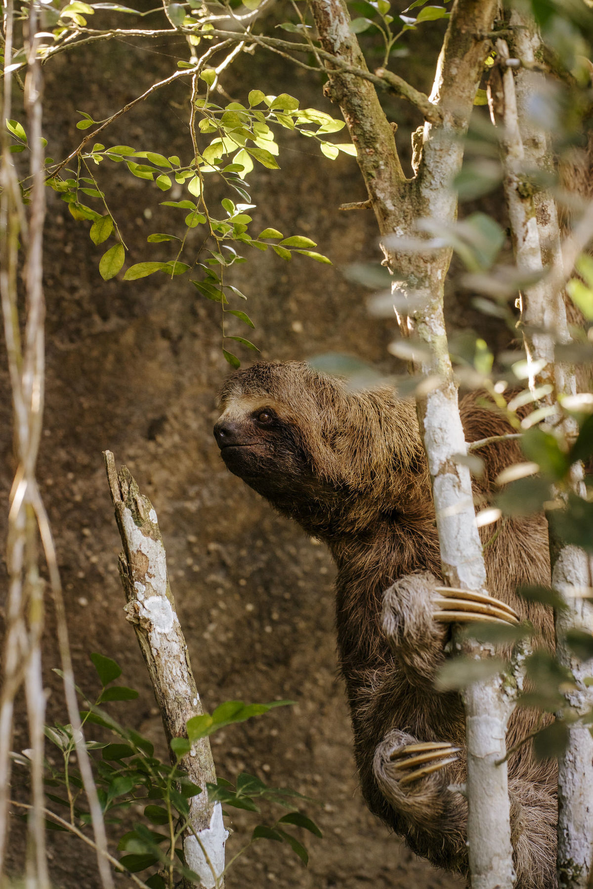 wedding, casamento, casamento externo, casamento ao ar livre,  dia da noiva, casamento embaixo de árvore, cerimônia ao ar livre, noivos