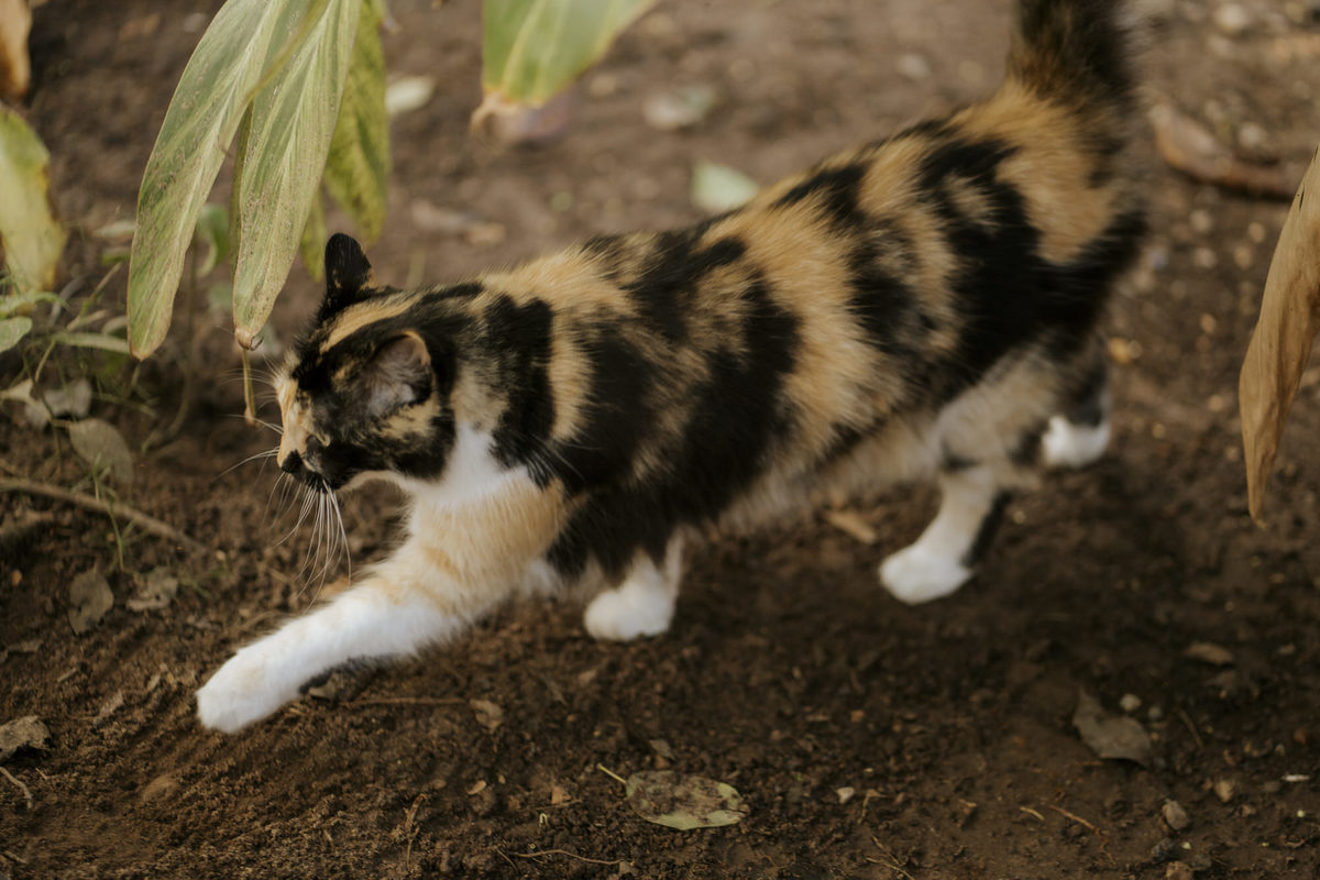 wedding, casamento, fotógrafo de casamento, fotografia de casamento, foto de casamento, ensaio de casal, foto de casal, prewedding, mini wedding, casamento intimista, cerimônia intimista, quintal da bella