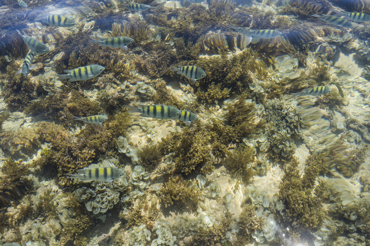 Corais Porto de Galinhas Pernambuco