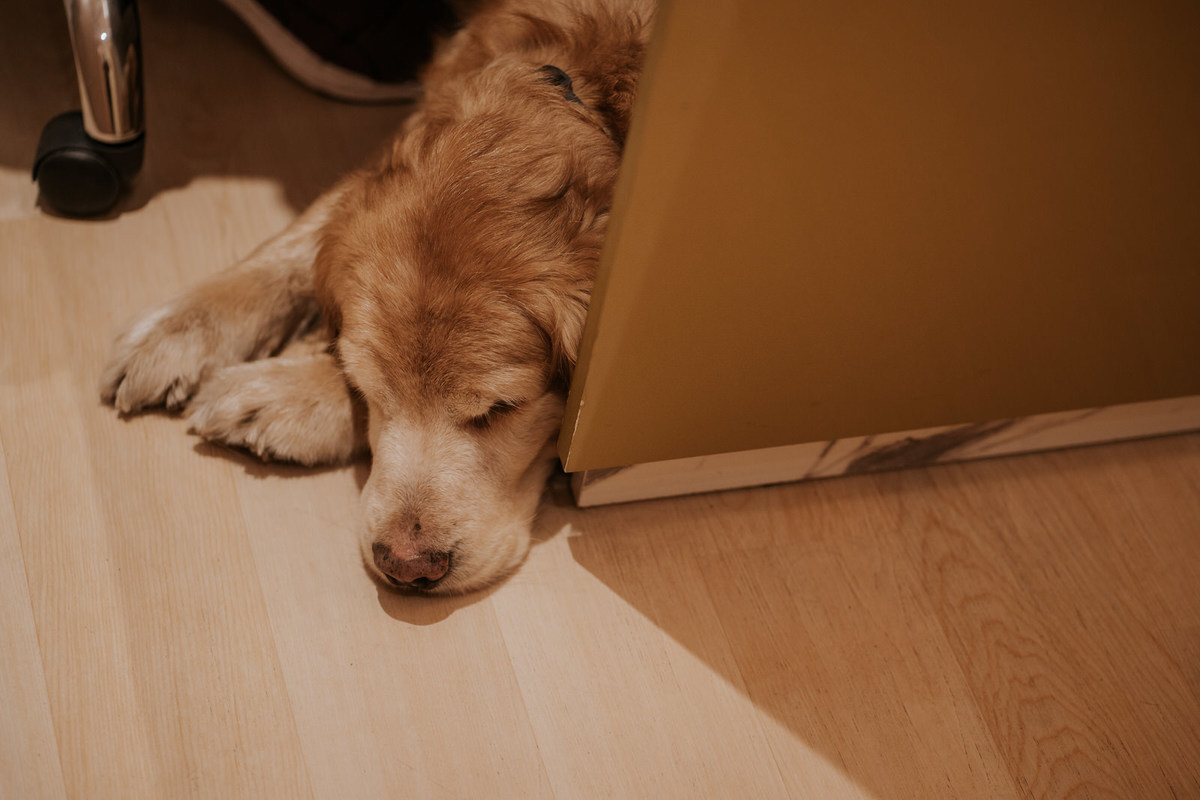 wedding, casamento, buffet, casamento em buffet, buffet para casamento, cerimônia casamento, festa de casamento, dia da noiva, vestido de noiva, noiva, foto de casamento, fotografo de casamento, villaggio europeo, atelie cristiane bastos, pet no casamento