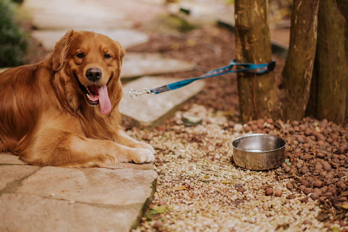casamento, wedding, casamento no campo, noiva, dia da noiva, bride, vestido de noiva, maquiagem de noiva, wedding dress, cerimônia de casamento, afrikan house, cachorro pajem