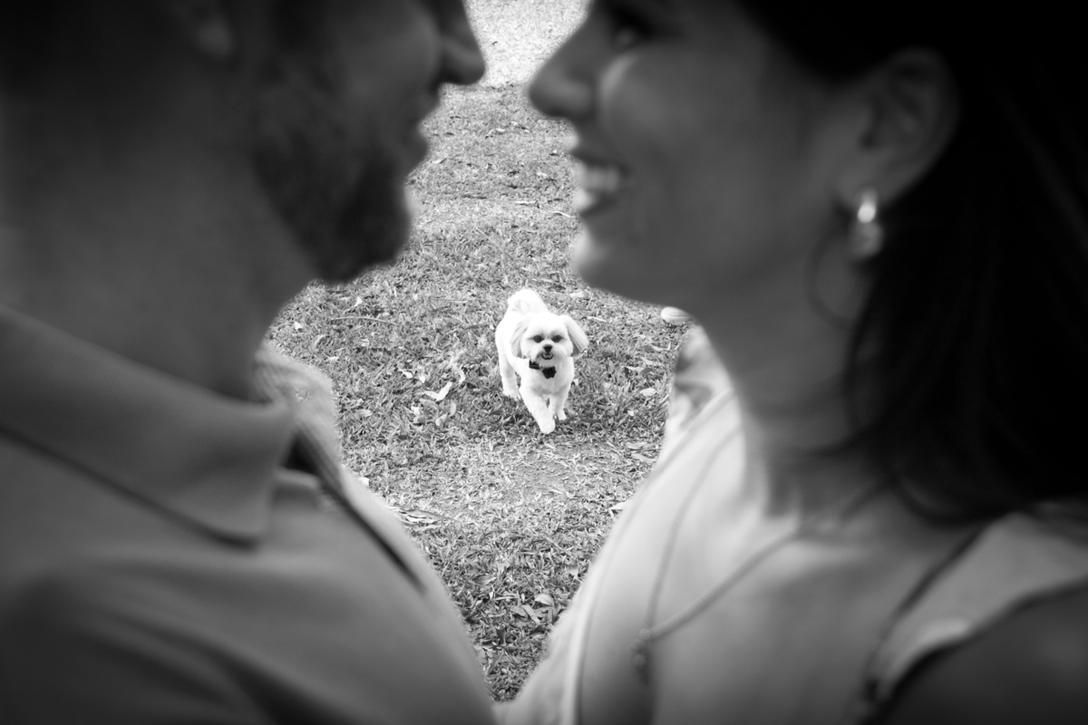 fotografia pet dos noivos