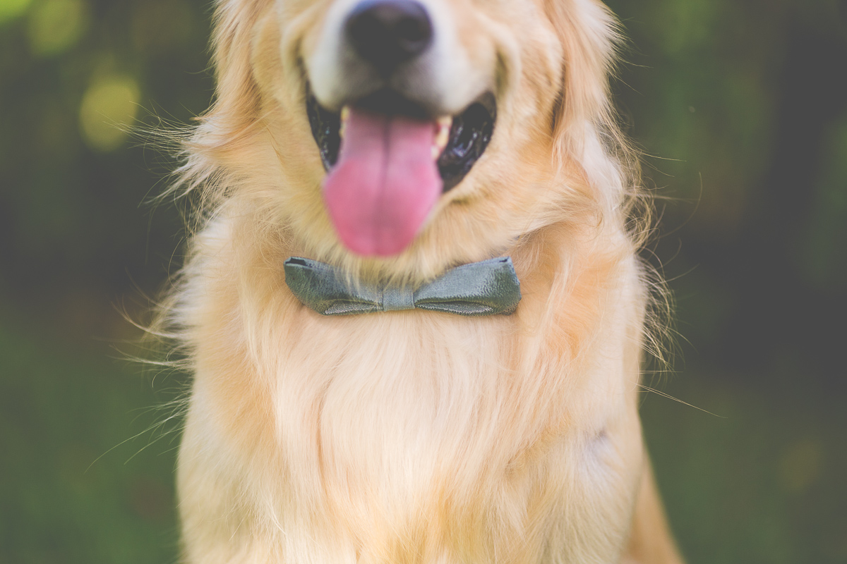 casamento, noiva, making of noiva, vestido da noiva, wedding Dani e Hugo, casamento Dani e Hugo, casamento maringá, dog, cachorro no casamento