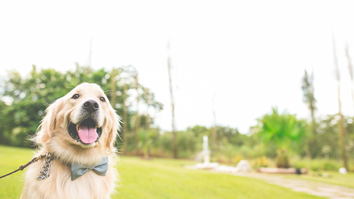 casamento, noiva, noivo, casamento Dani e Hugo, wedding Dani e Hugo, casamento maringá, casamento no Amazon, casamento de dia, casamento lindo, casamento vintage, casamento externo, padrinhos com mesmo tom, casamento emocionante, noivos felizes, ca