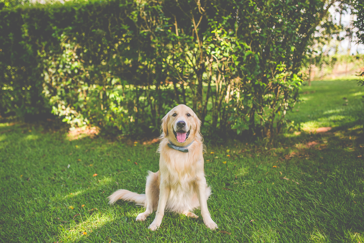 casamento, noiva, making of noiva, vestido da noiva, wedding Dani e Hugo, casamento Dani e Hugo, casamento maringá, dog, cachorro no casamento