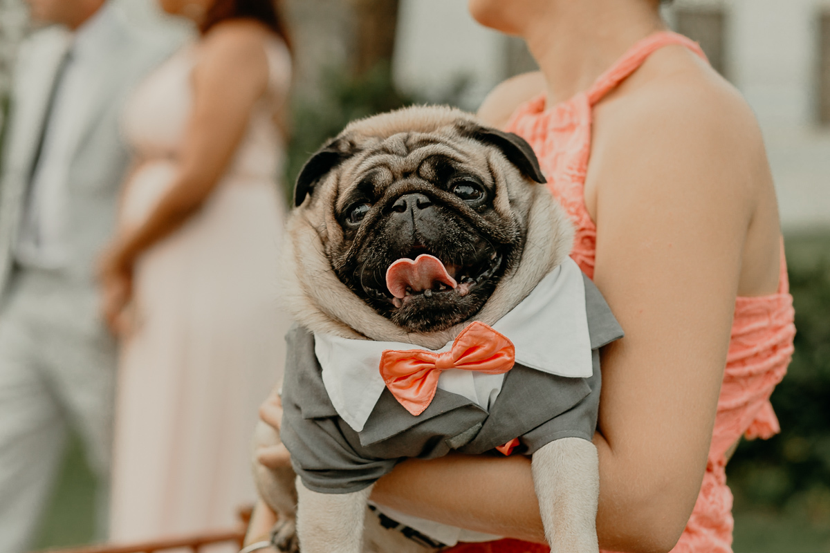 pet vestido de padrinho no casamento