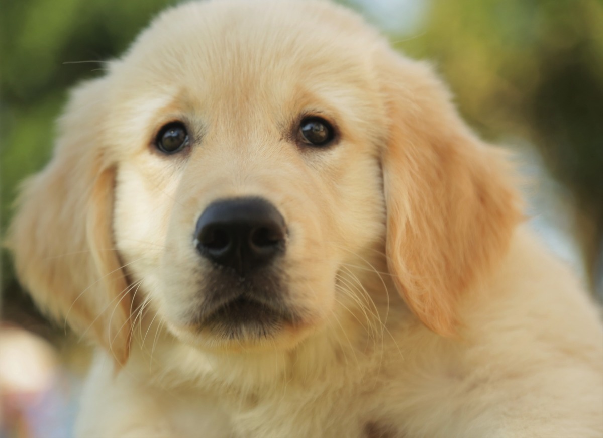 Aprenda a fotografar ensaio de família e pet - fotos ao ar livre