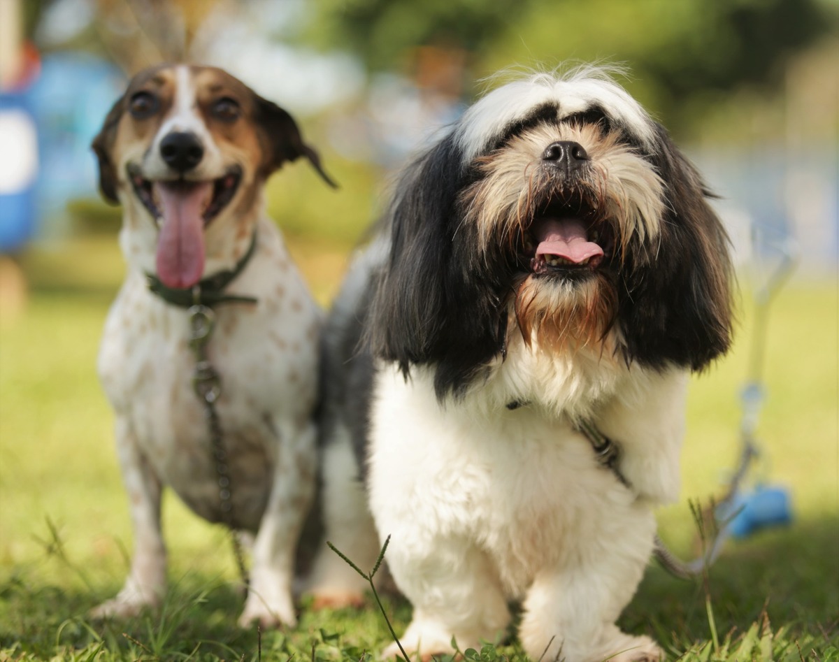 aula de fotografia Aprenda a fotografar ensaio de família e pet - fotos ao ar livre - Avenida Kennedy - SCS
