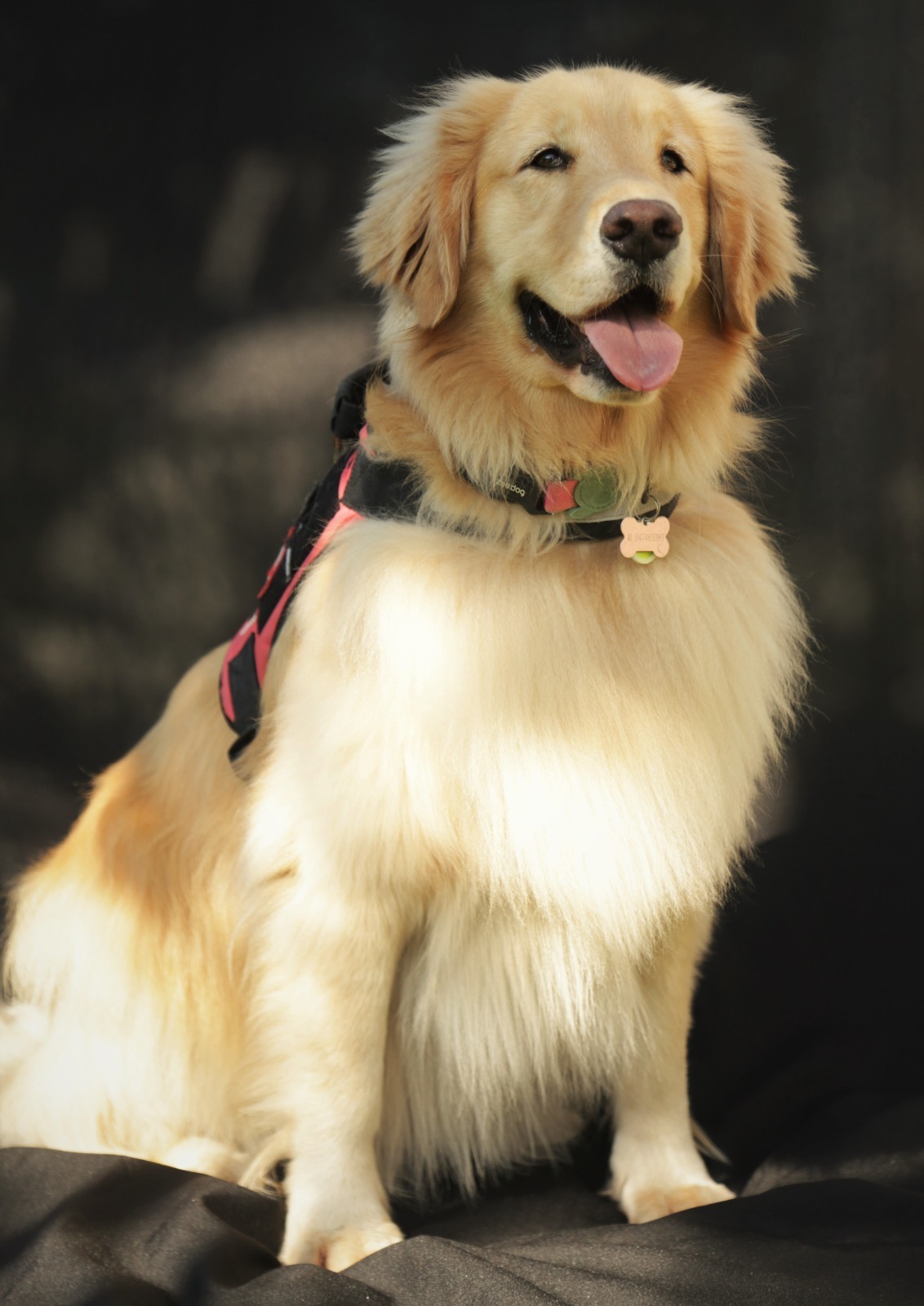 Aprenda a fotografar ensaio de família e pet - fotos ao ar livre