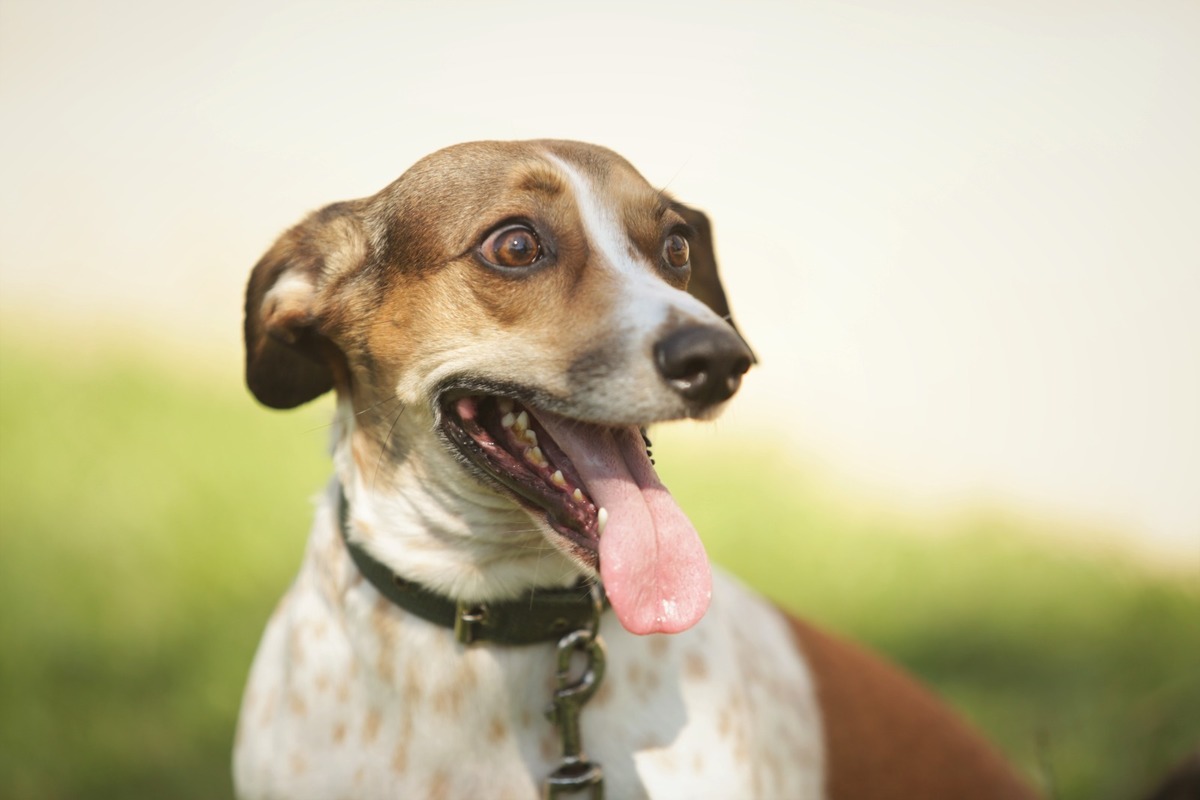 como fotografar Aprenda a fotografar ensaio de família e pet - fotos ao ar livre - Av Kennedy - São Caetano