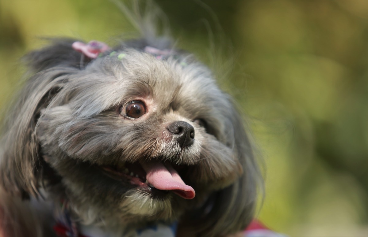 aula de fotografia Aprenda a fotografar ensaio de família e pet - fotos ao ar livre - Av Kennedy - SCS