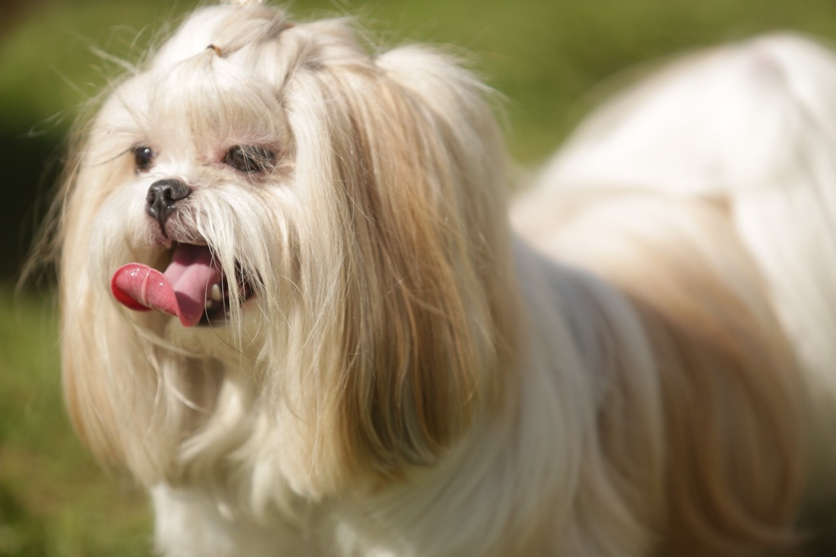 Aprenda a fotografar ensaio de família e pet - fotos ao ar livre