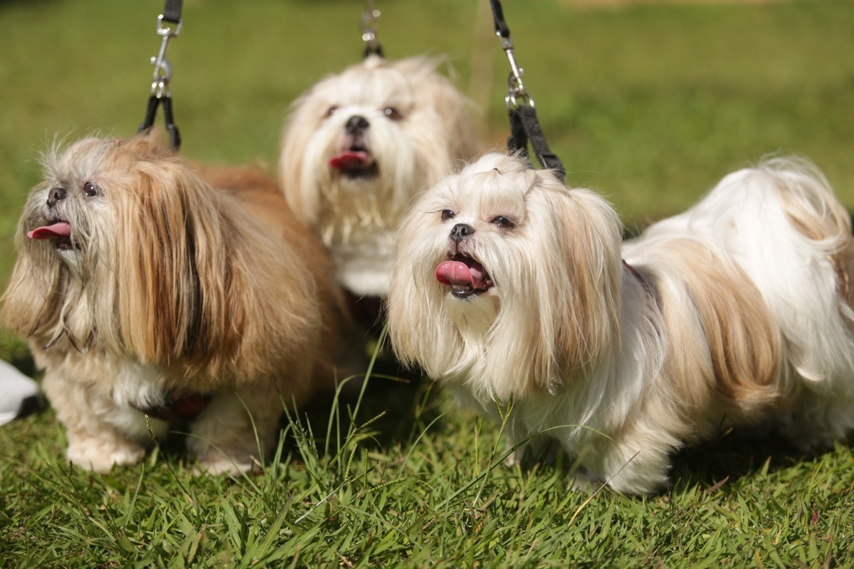 Aprenda a fotografar ensaio de família e pet - fotos ao ar livre