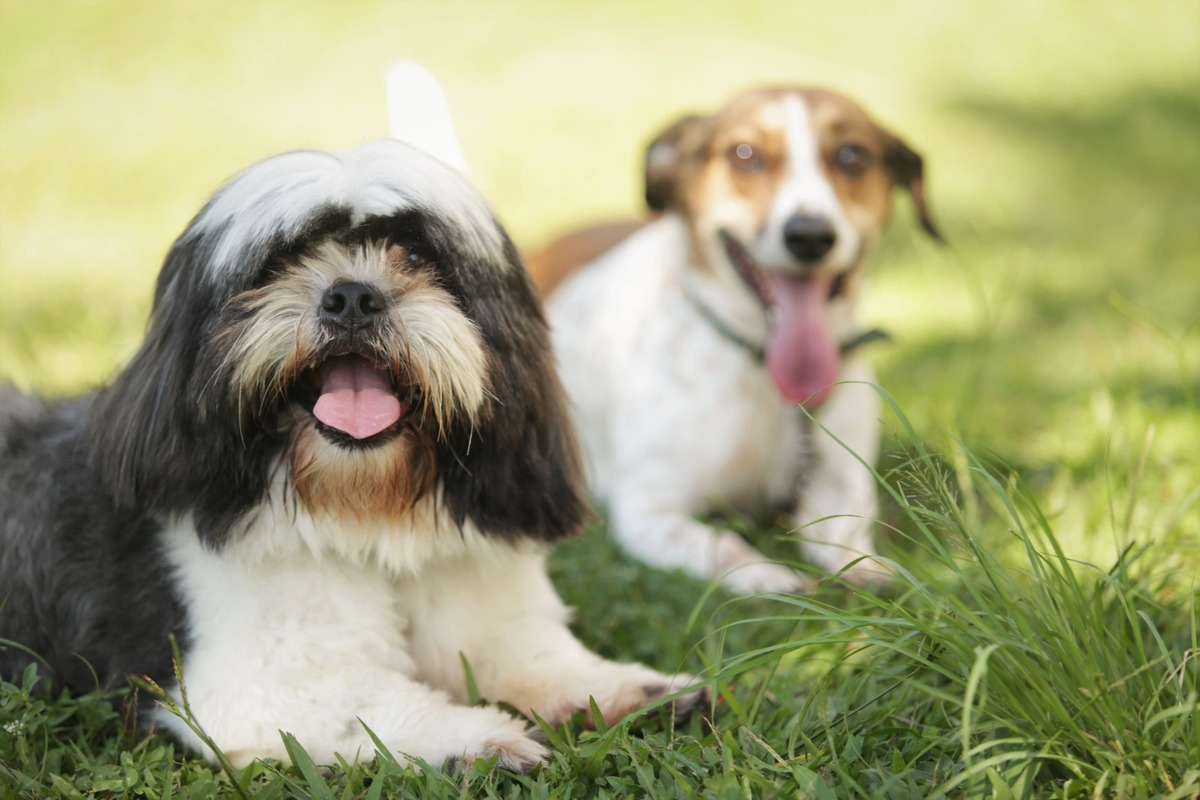 Aprenda a fotografar ensaio de família e pet - fotos ao ar livre - Av Kennedy - São Caetano do Sul