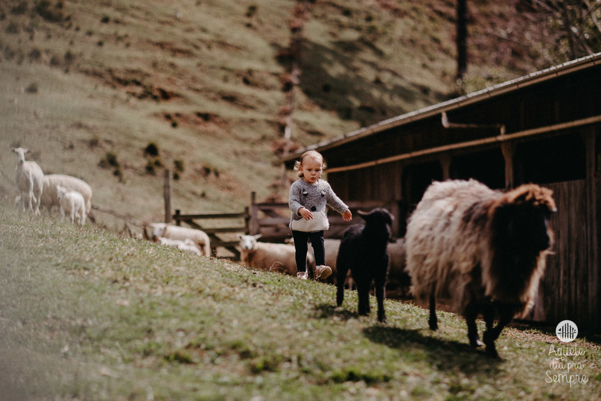 Correndo com as ovelhas