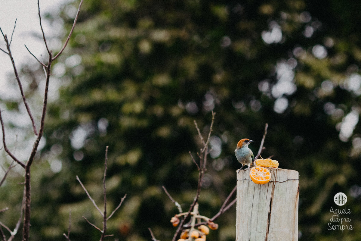 Cabanha Bruch, Alfredo Wagner - SC, Pousada Rural