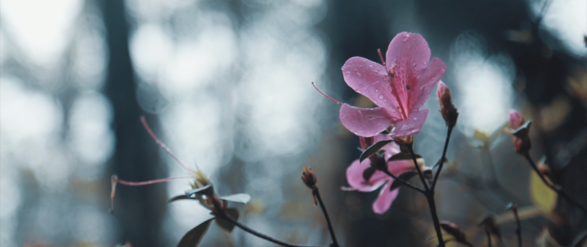 Nem mesmo a chuva atrapalhou os planos de Julia e Thiago em seu casamento na Fazenda Santa Barbara. A poesia estava presente em cada pequeno detalhe. Até na chuva que caia nas flores do local.