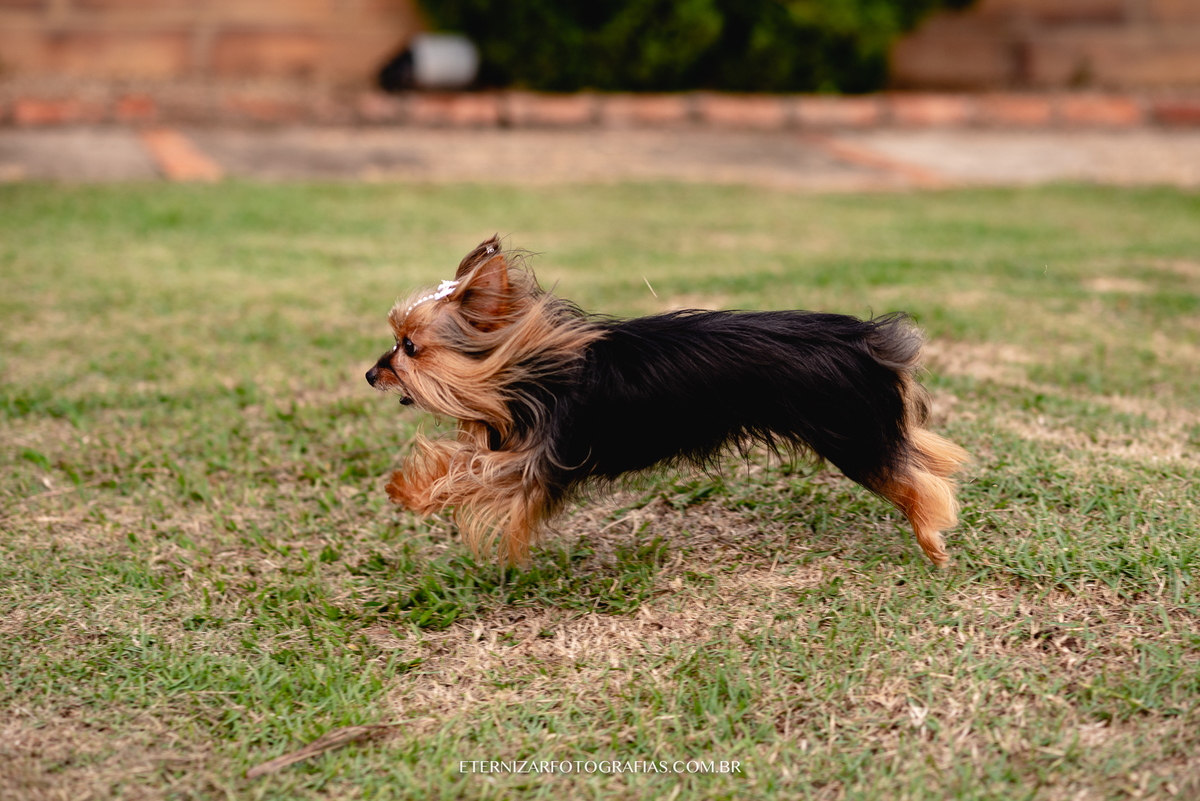 ENSAIO PRÉ 15 ANOS,FESTA 15 ANOS, SESSÃO 15 ANOS,
FOTOS 15 ANOS 