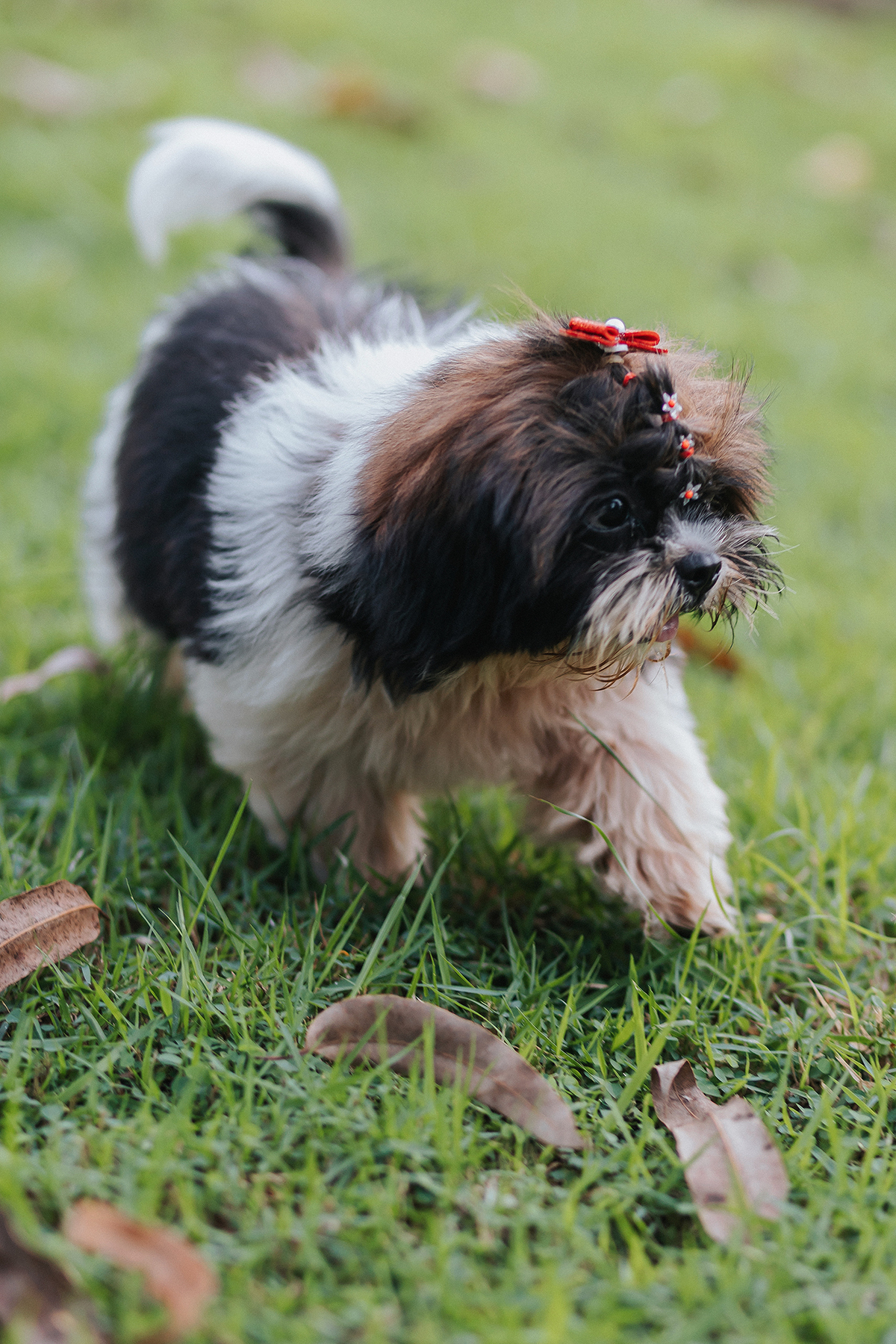 casamento, Paulo, anna, cachorro, carro, ensaio, casamento, noiva, matinha, eventos, fotografias, flaviomarquesfotografias, fotografo, casamento, xinguara, make, 