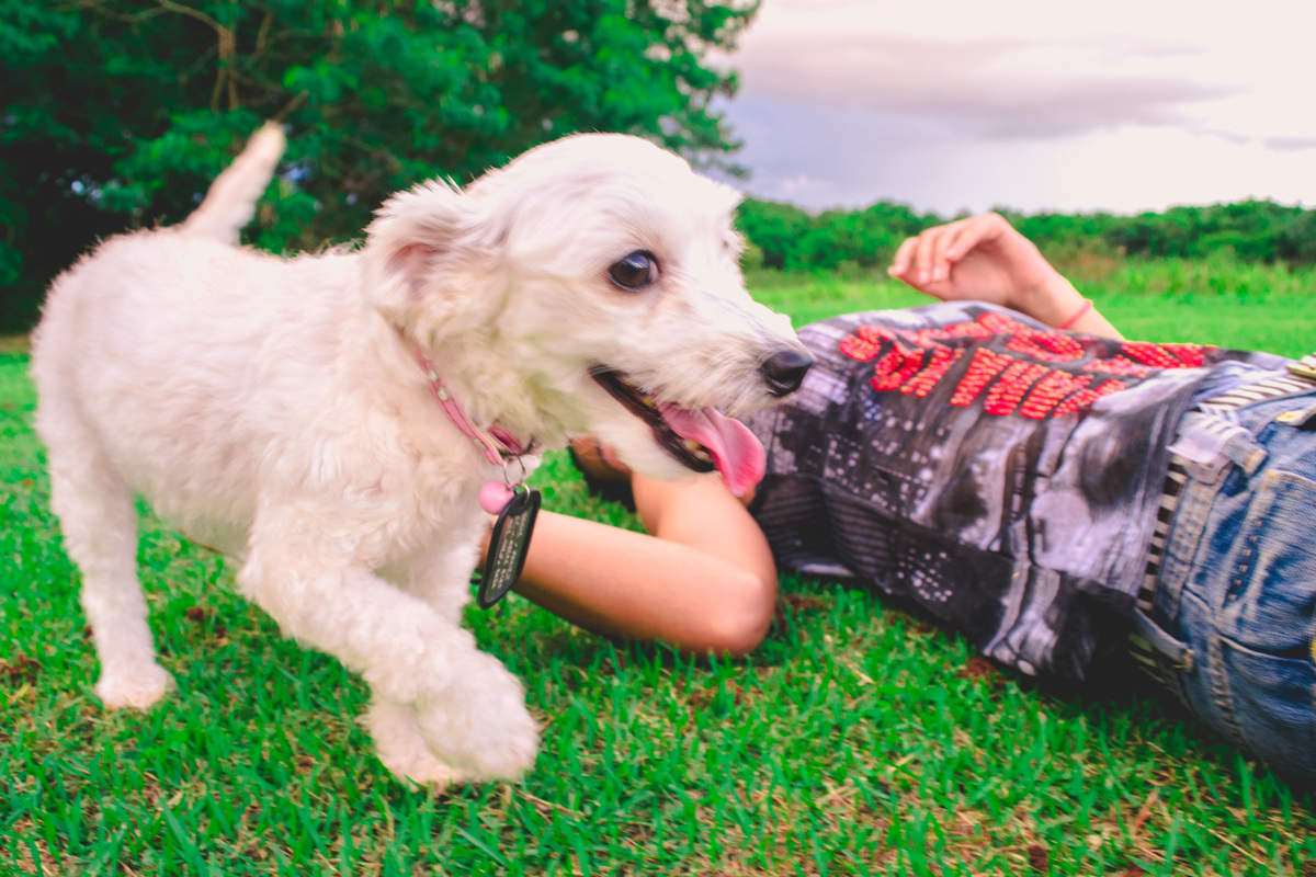 Ensaio Pet da Honda - Henrique Drobnievski