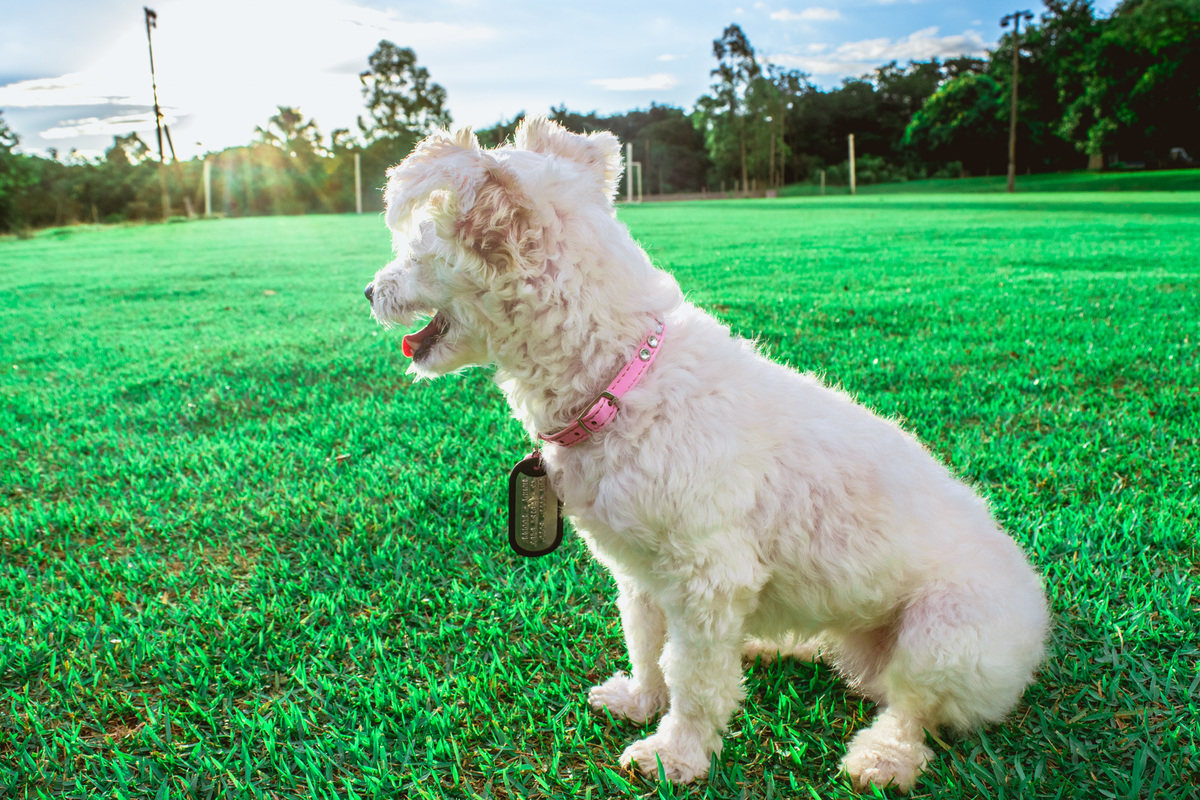 Ensaio Pet da Honda - Henrique Drobnievski