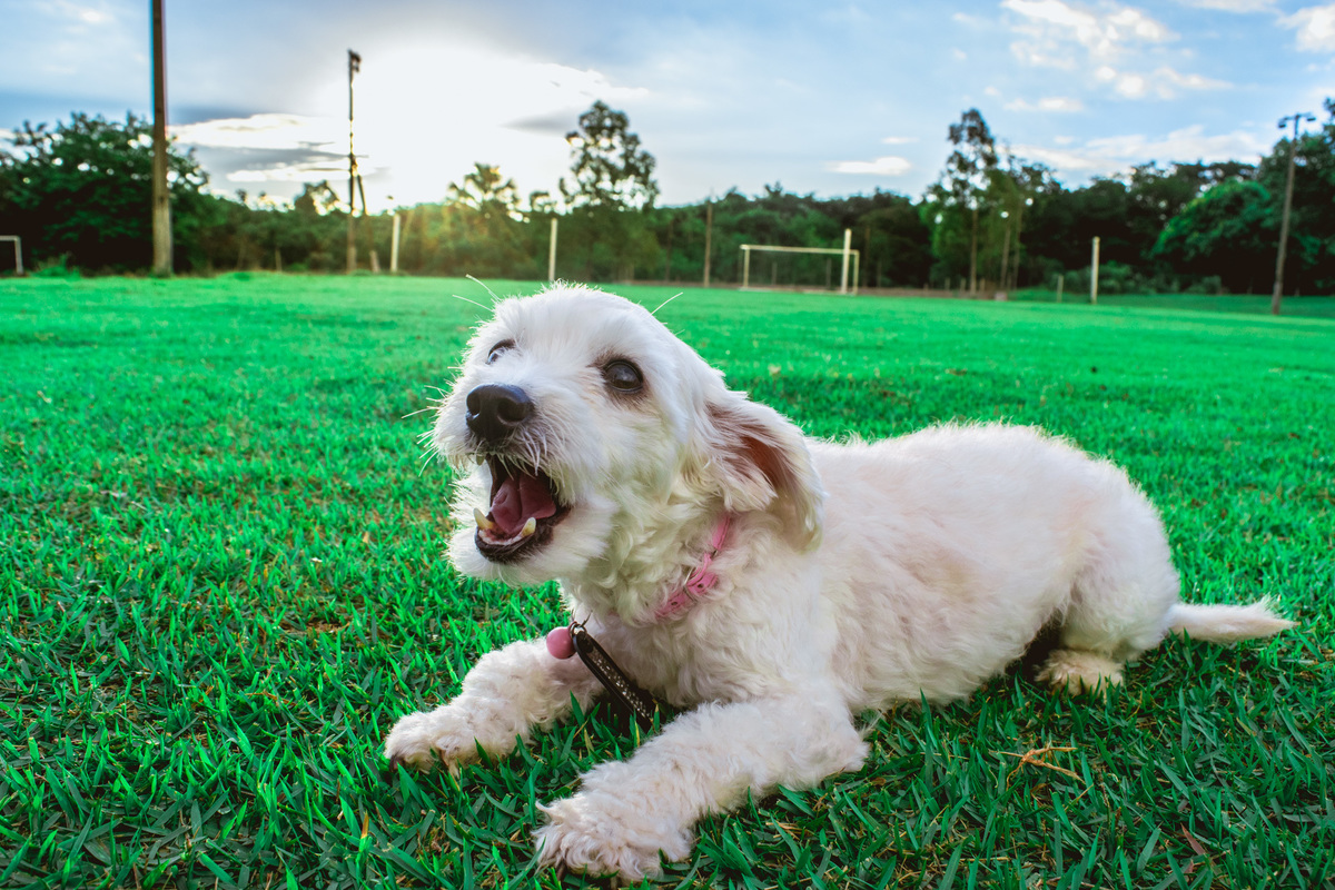 Ensaio Pet da Honda - Henrique Drobnievski