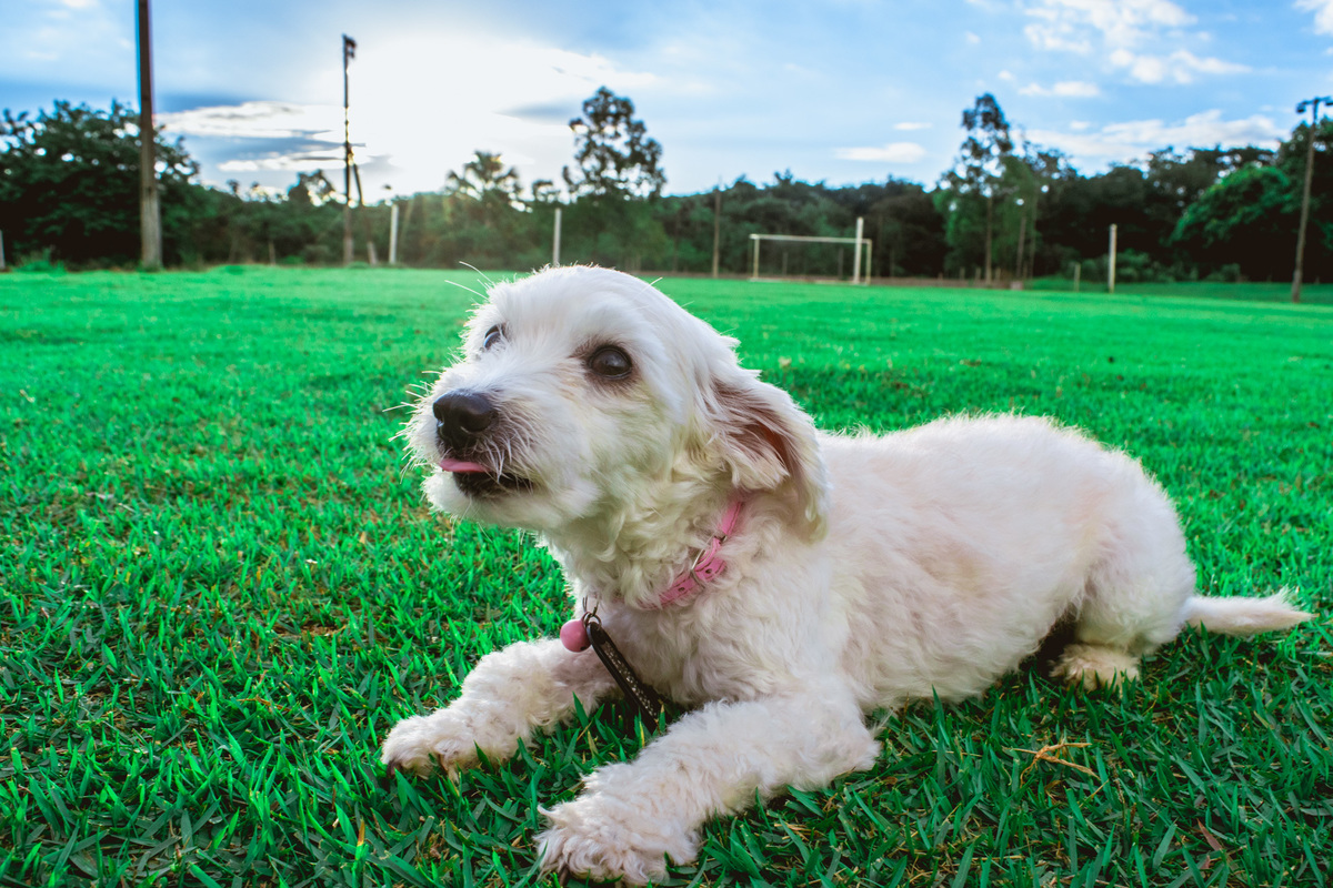 Ensaio Pet da Honda - Henrique Drobnievski