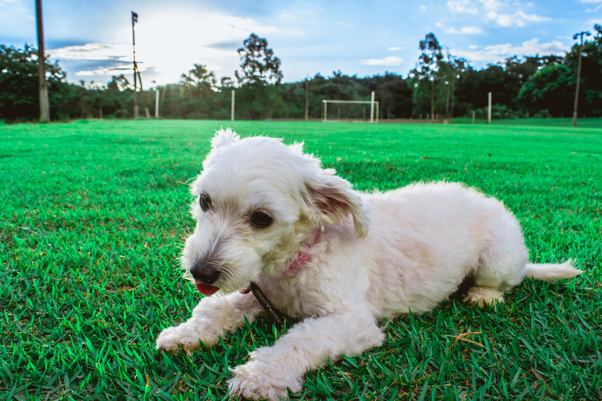 Ensaio Pet da Honda - Henrique Drobnievski