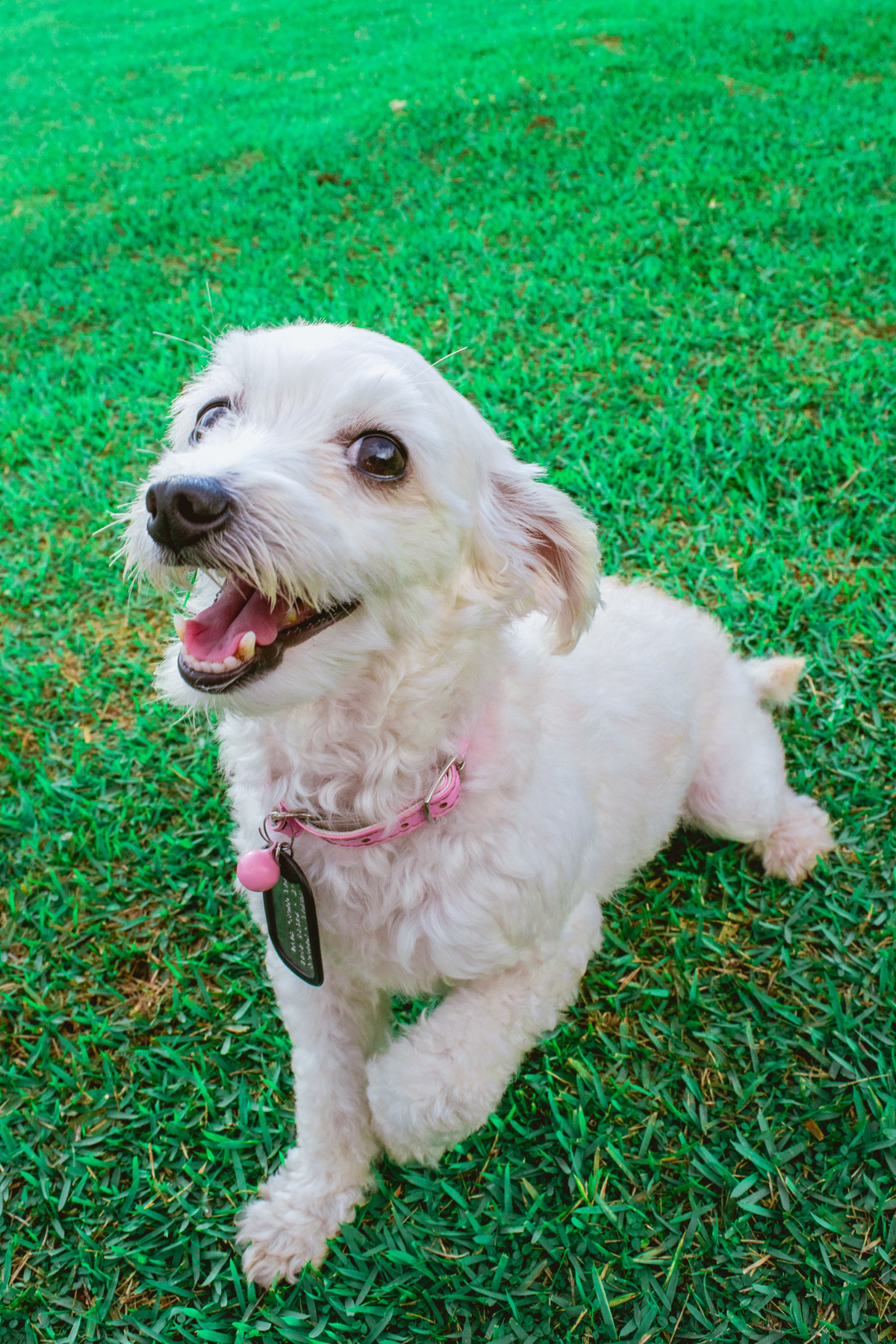 Ensaio Pet da Honda - Henrique Drobnievski