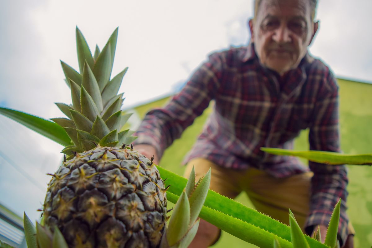 Meu Vozão João Marculino - Henrique Drobnievski