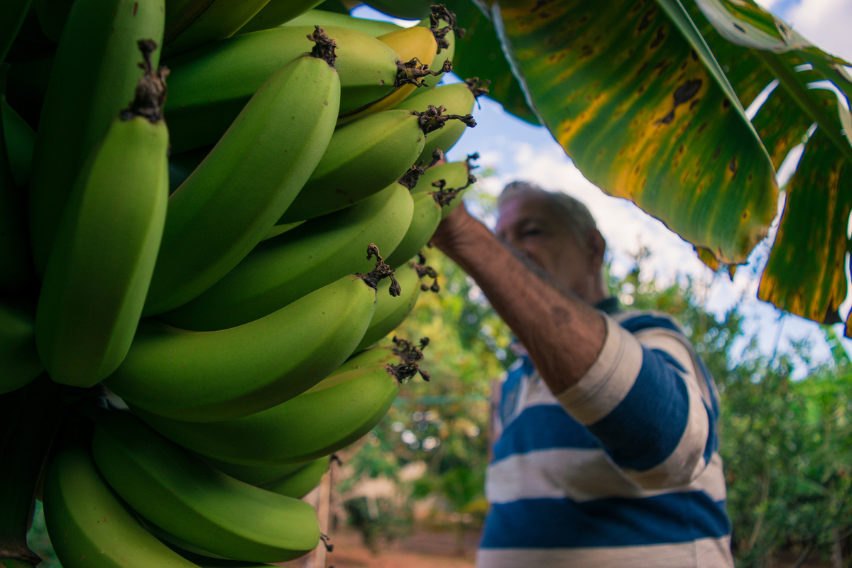 Meu Vozão João Marculino - Henrique Drobnievski