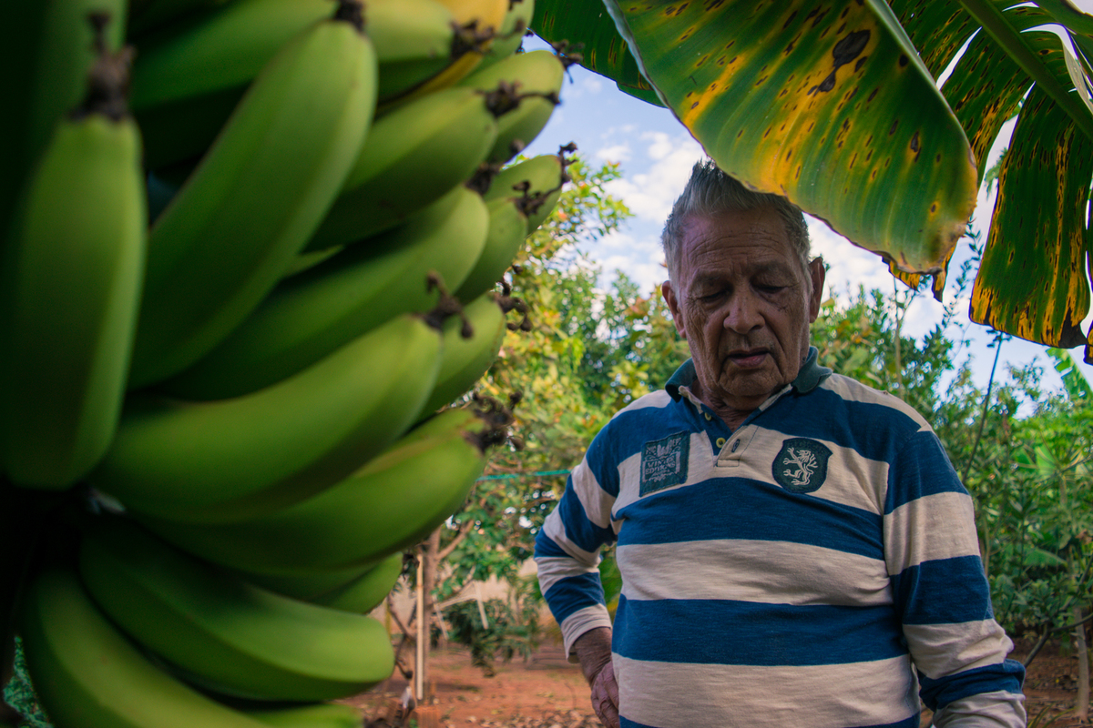 Meu Vozão João Marculino - Henrique Drobnievski