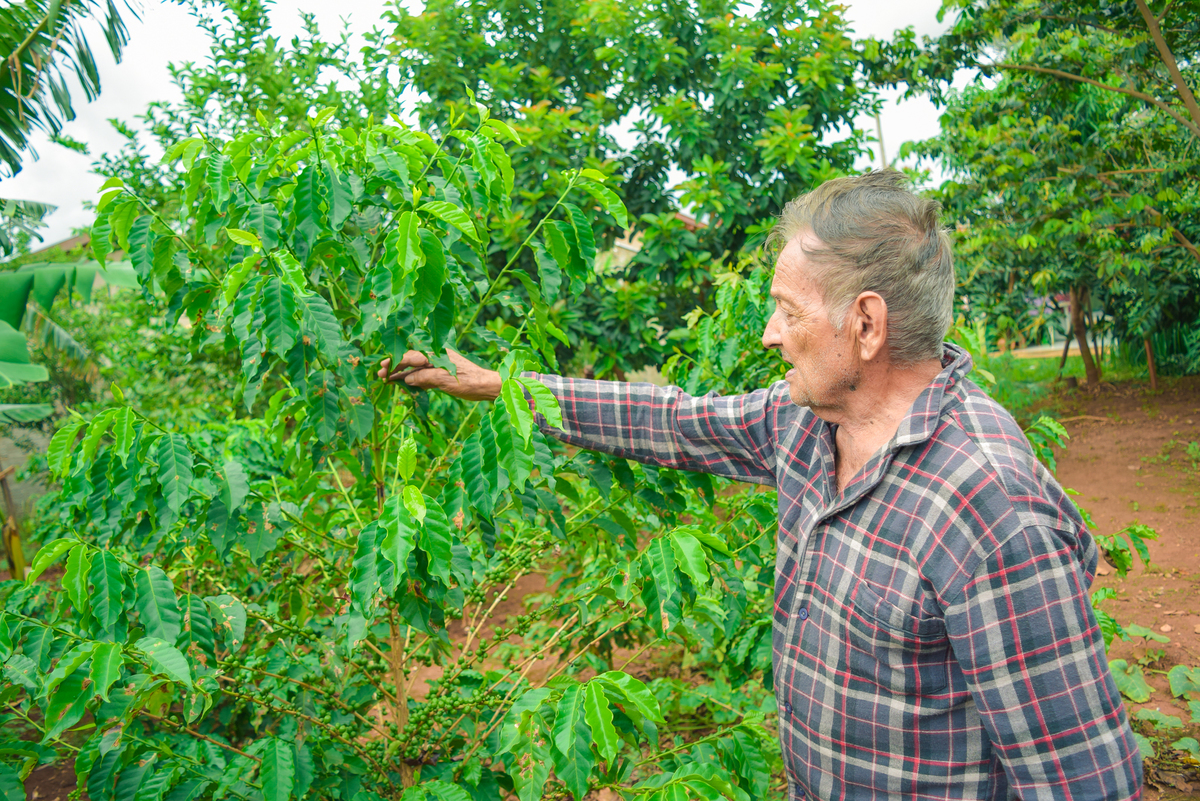 Meu Vozão João Marculino - Henrique Drobnievski