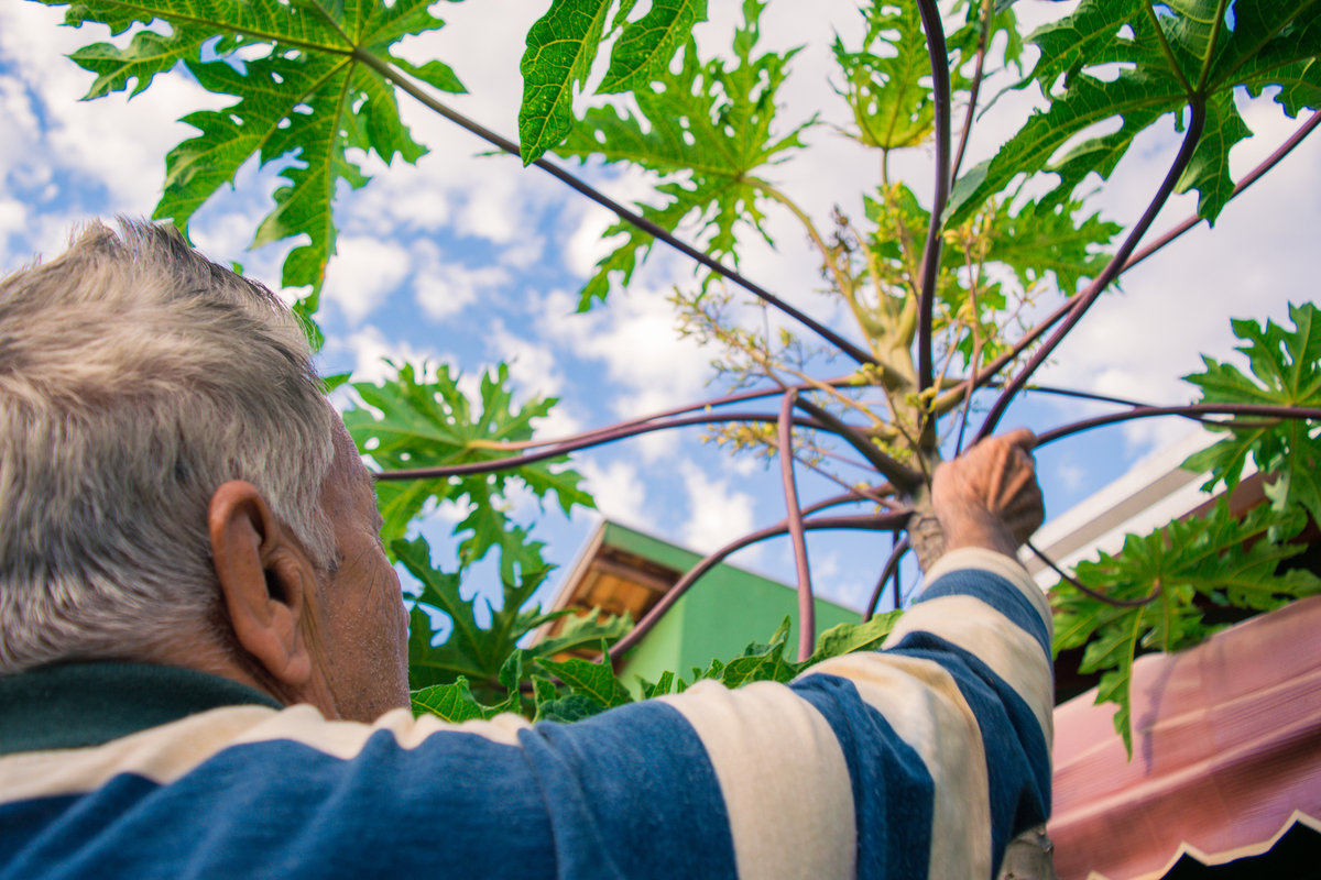 Meu Vozão João Marculino - Henrique Drobnievski