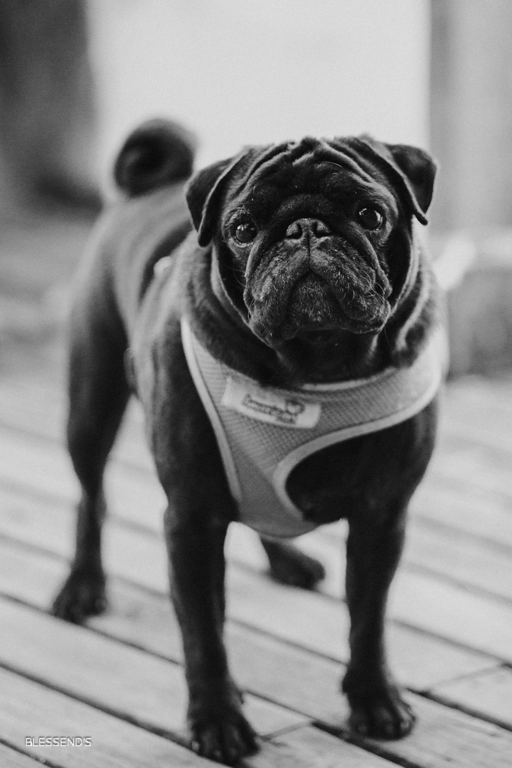 pre-wedding-floresta-park