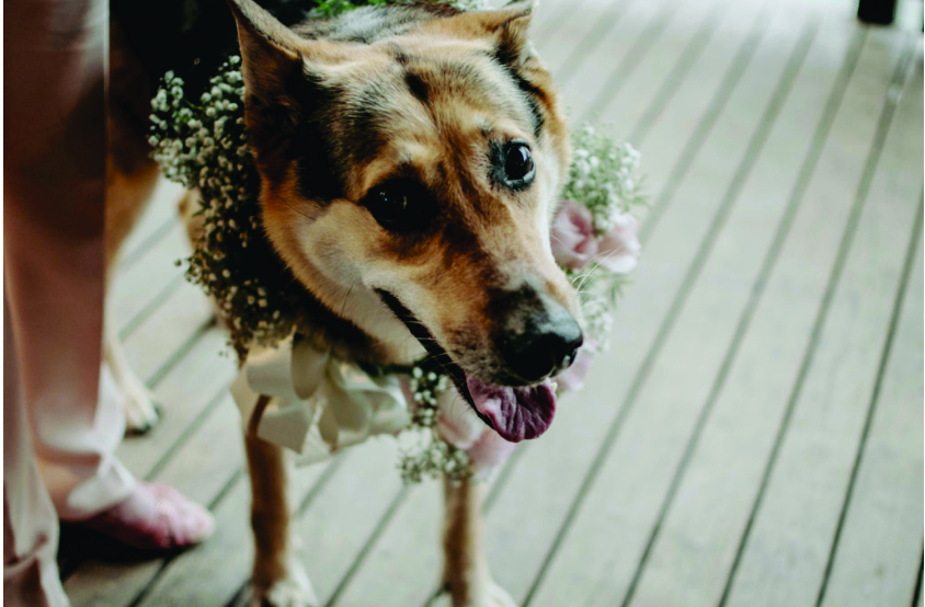 cachorro com alianças  na coleira