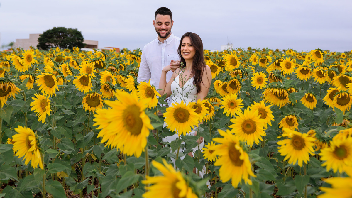 Ensaio Pre Wedding Holambra, Ensaio Casal, Theos Turismo Holambra. Holambra cidade das flores. Ensaio pre wedding na plantação de girassol.