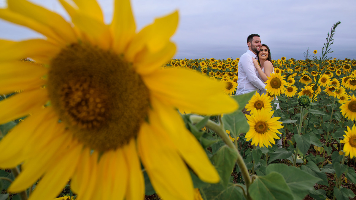 Ensaio Pre Wedding Holambra, Ensaio Casal, Theos Turismo Holambra. Holambra cidade das flores. Ensaio pre wedding na plantação de girassol.