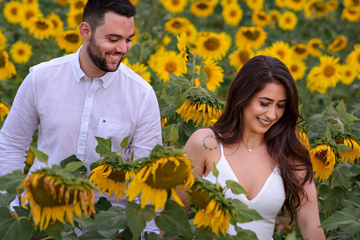 Ensaio Pre Wedding Holambra, Ensaio Casal, Theos Turismo Holambra. Holambra cidade das flores. Ensaio pre wedding na plantação de girassol.