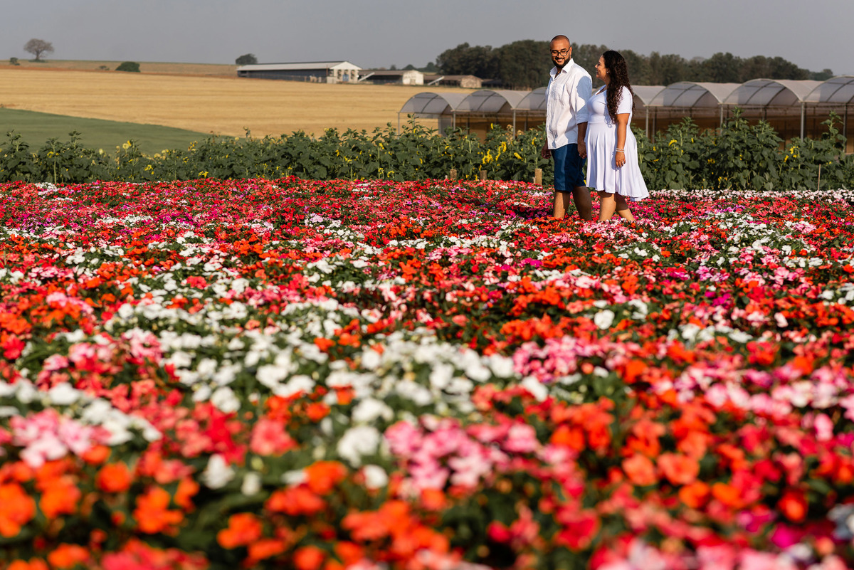 Ensaio Pre Wedding Holambra, Ensaio Casal, Theos Turismo Holambra. Holambra cidade das flores. Ensaio pre wedding na plantação de girassol. Moinho. Plantação de trigo