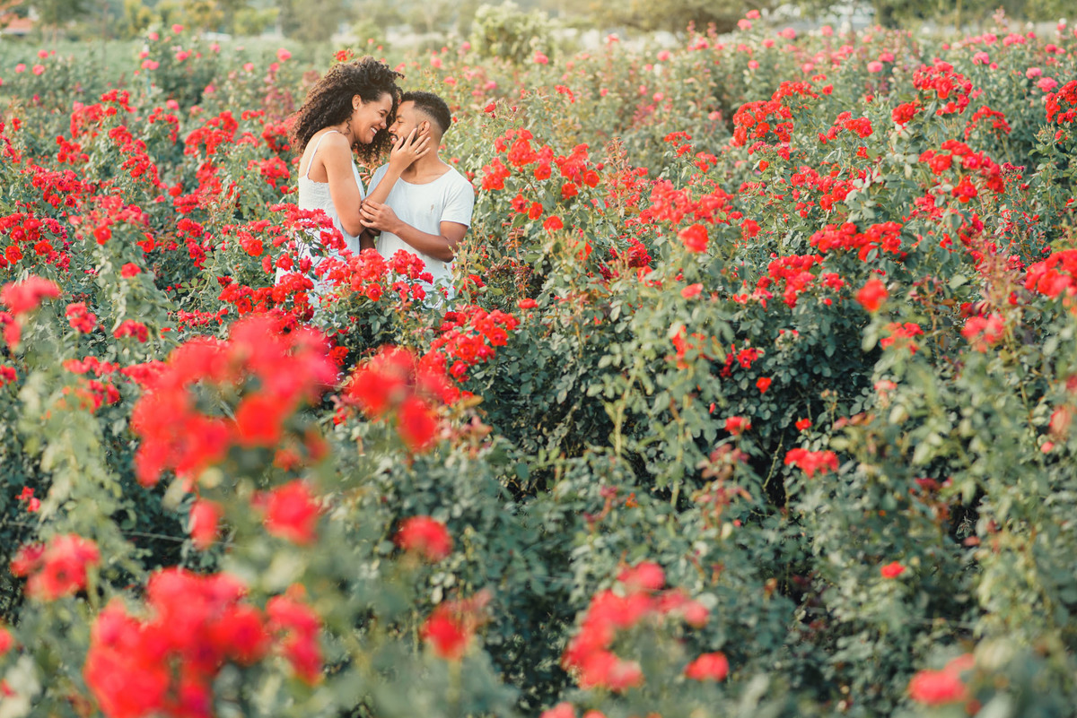 Ensaio Pre Wedding Holambra, Ensaio Casal, Theos Turismo Holambra. Holambra cidade das flores. Ensaio pre wedding na plantação de girassol. Campo de rosas