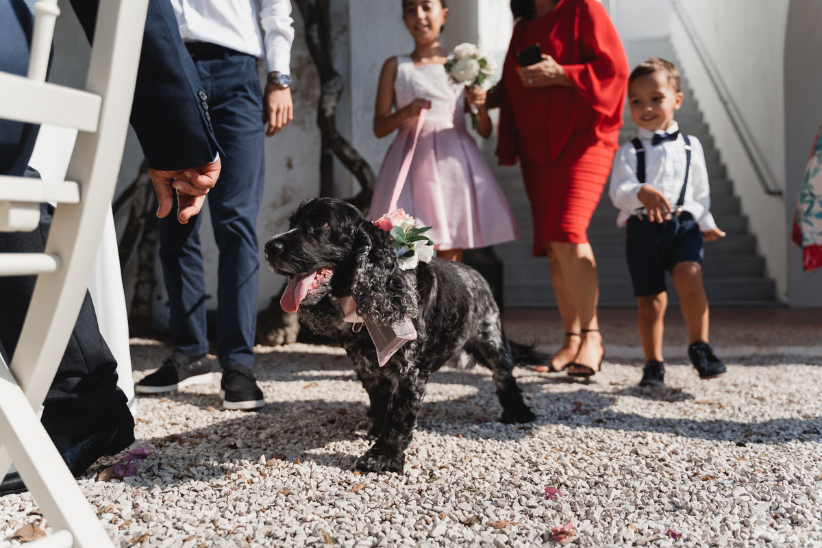 alianças seguem na coleira do cao