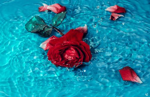 Logotipo de LandiOlive