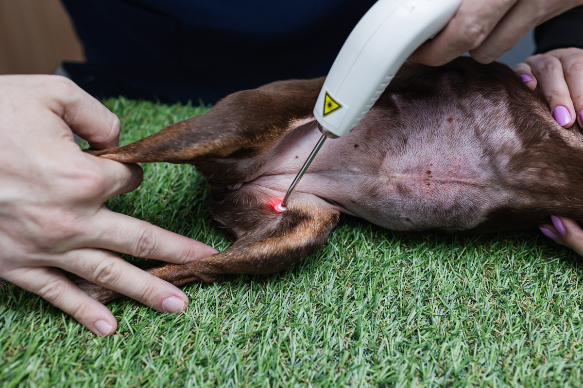 Ensaio profissional veterinário Osasco SP