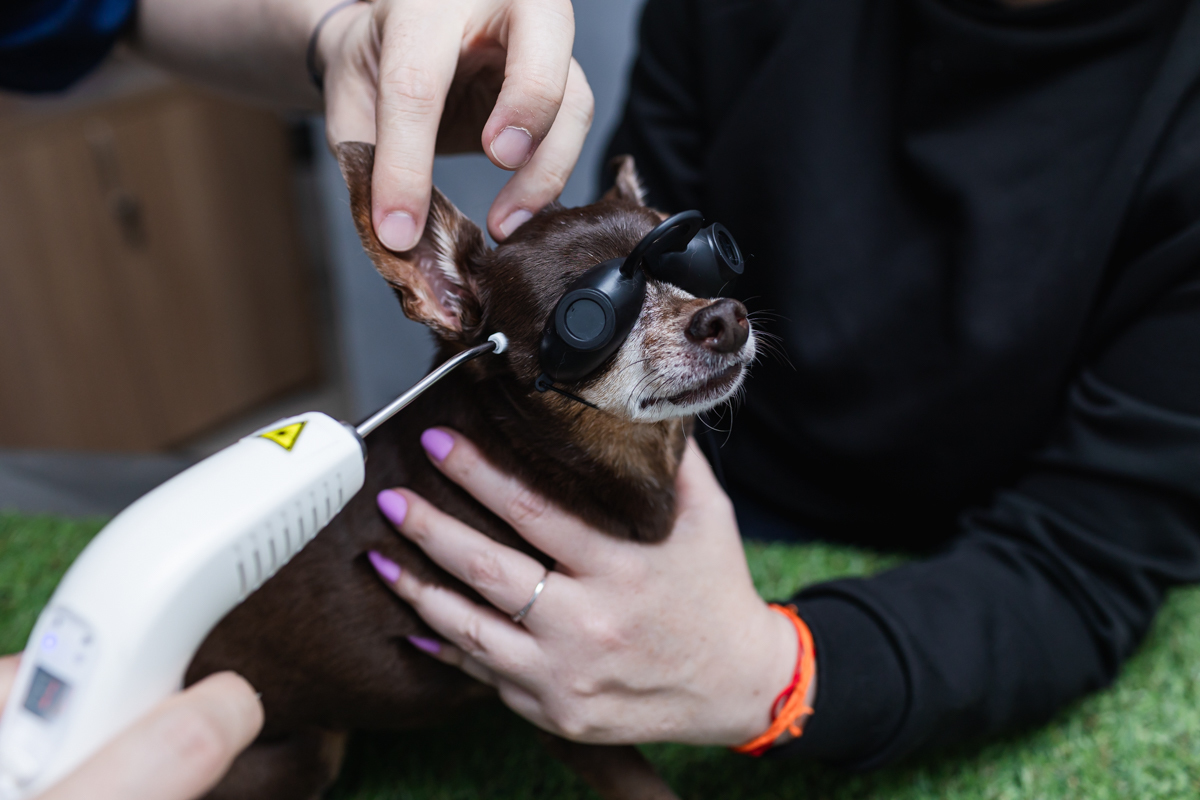 Ensaio profissional veterinário Osasco SP