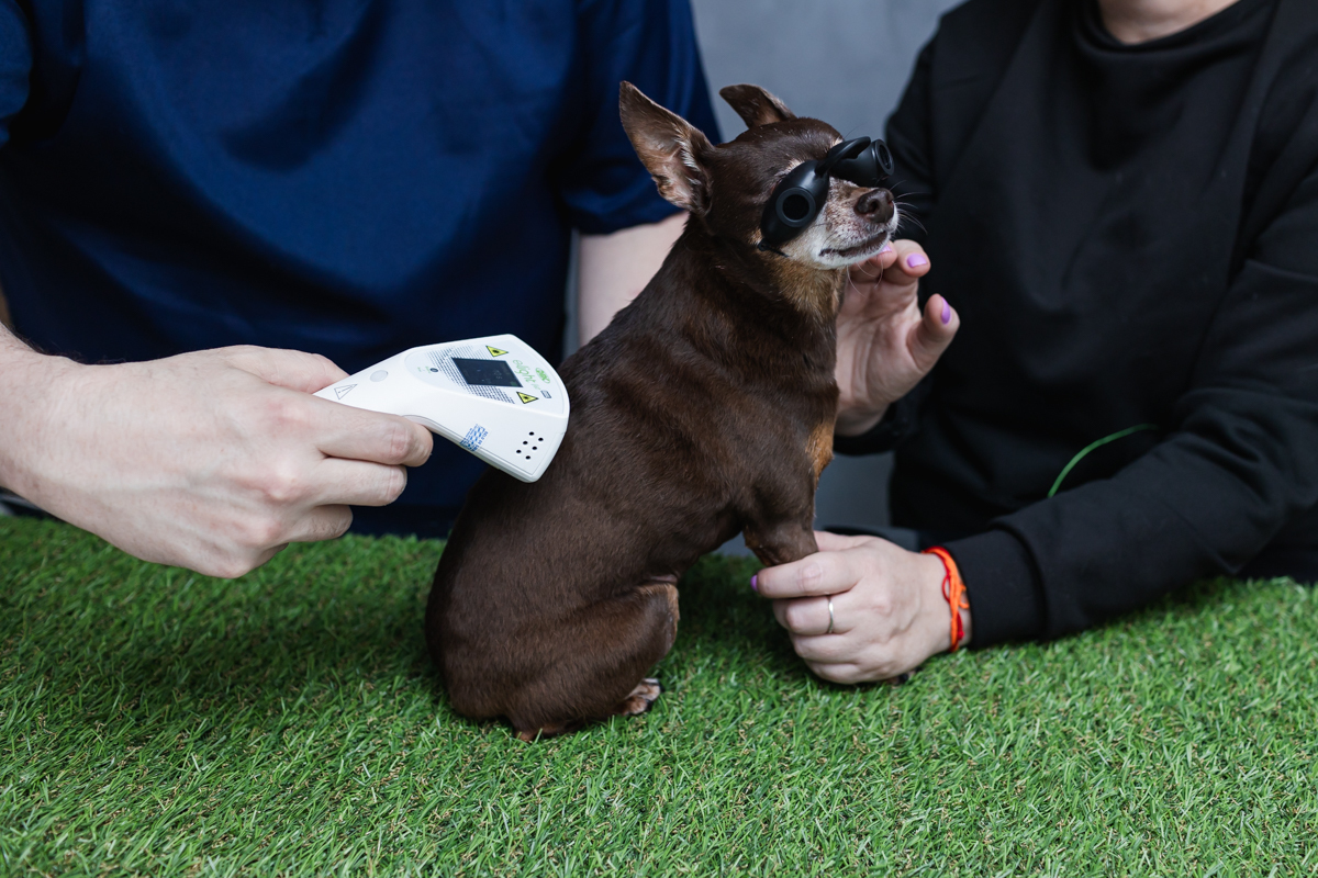 Ensaio profissional veterinário Osasco SP