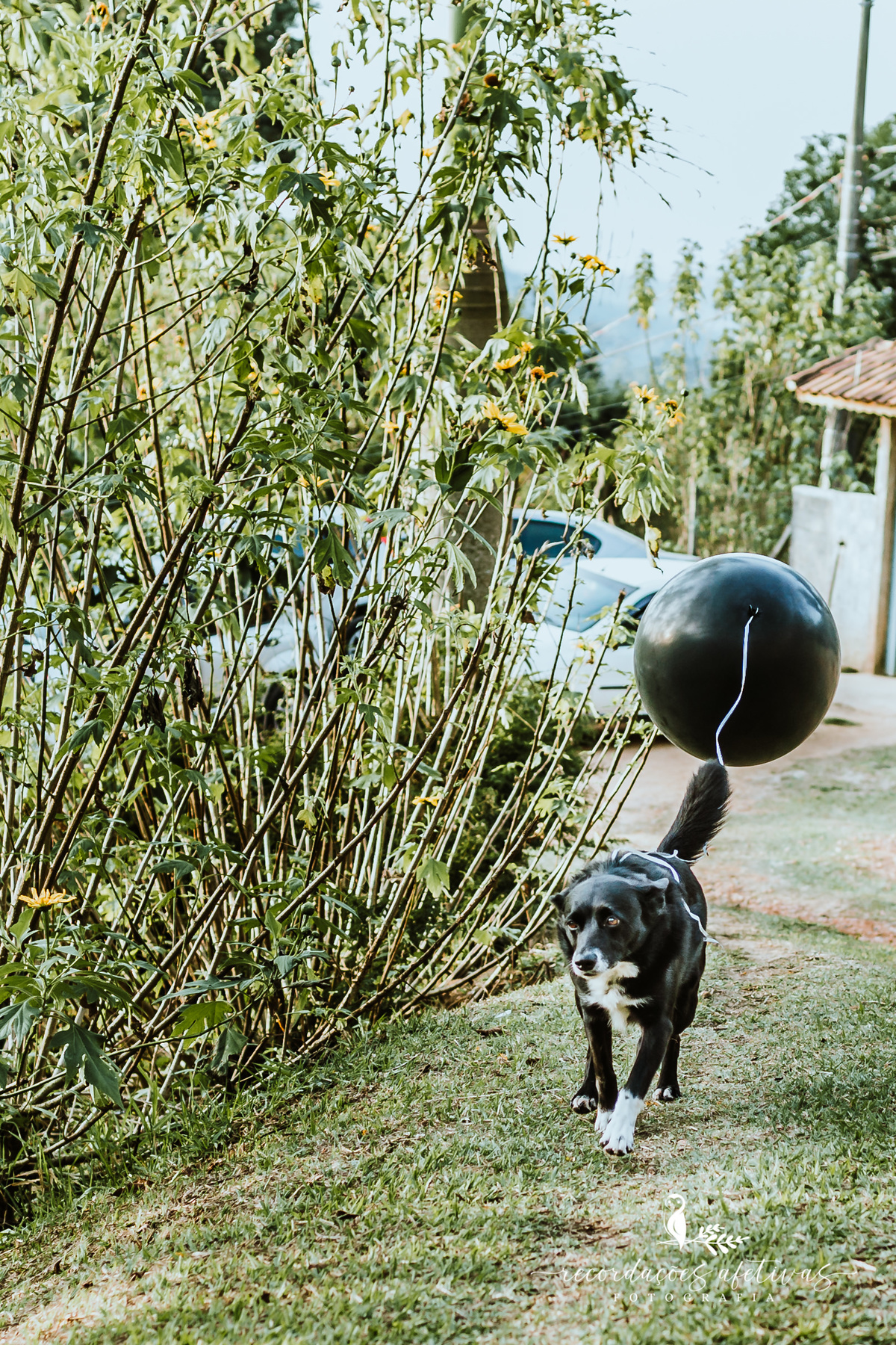 Ensaio Revelação São Roque