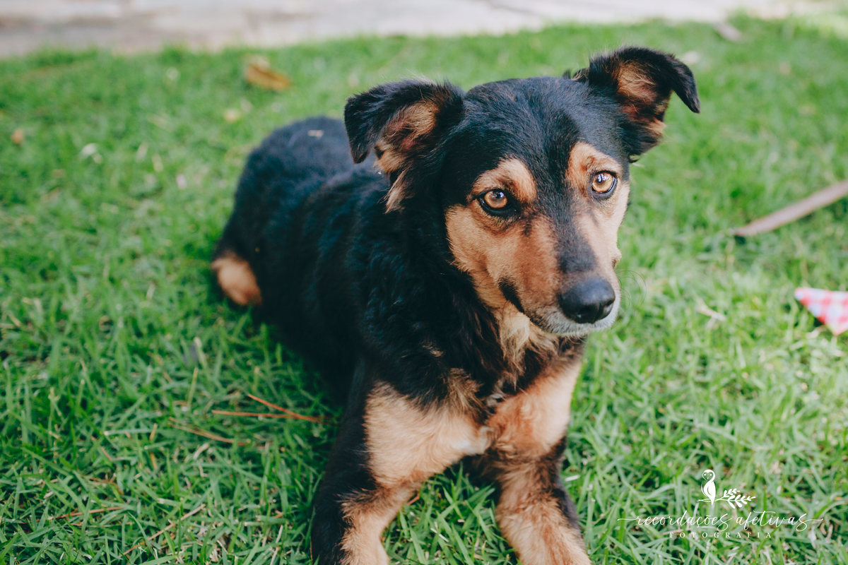 Aniversário Infantil com Tema Fazendinha em São Roque SP 